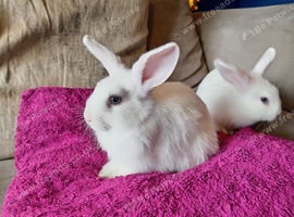 Last mini lop baby doe white with blue eyes