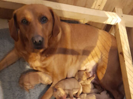 Fox red labrador puppies