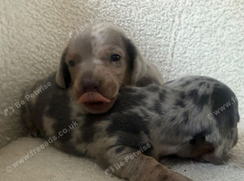 Miniature dachshund