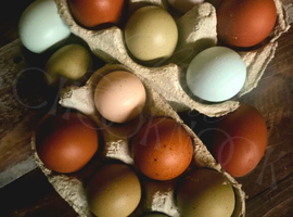 Hatching Eggs