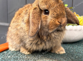Agouti Doe Mini Lop