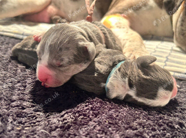 4 Blue-tiful Baby Staffordshire Bull Terrier Puppies