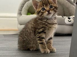 Kitten