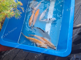 Koi