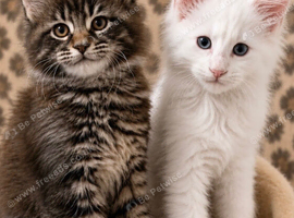Full breed Maine coon kittens ready now!