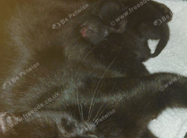 Domestic short hair kittens
