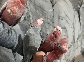 Hand-Rearing Friendly Baby Super Tame Cuddly Galah Cockatoo Parrot,9