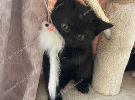 Dark brown Beautifull British shorthair