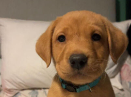 Labrador puppy