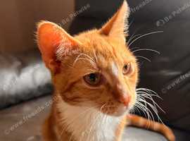 2 male ginger kittens