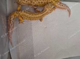 adult breeding pair