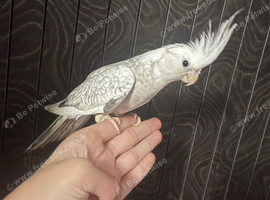 Super silly tamed Cockateil