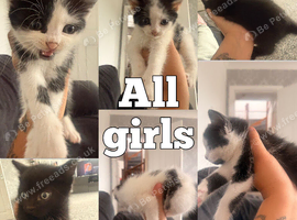 4 kittens and mother for sale