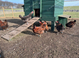 Point of Lay hens
