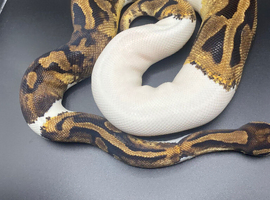 Female pied ball python
