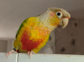 Diego