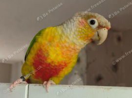 Diego
