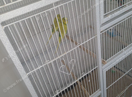 Budgies