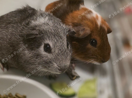 2 beautiful Male Gunieas