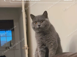 British shorthair girl