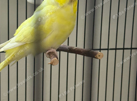 Male budgies for sale