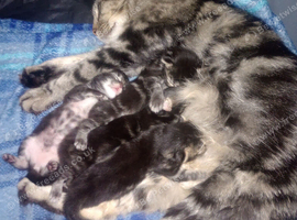 4 tabby long haired kittens