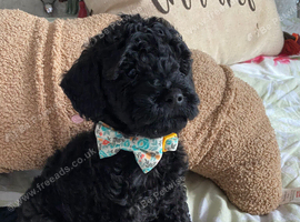Cockapoo puppies ready now