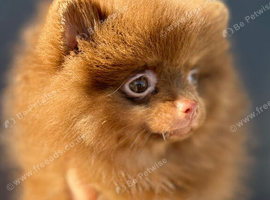 Chocolate and tan female Pomeranian