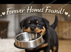 I am pleased to say that all the puppies have now been found their new forever homesLARGE PURE BRED CHUNKY ROTTWEILER PUPPIES FOR SALE ONLY 1 FEMALE L