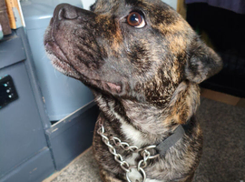 Staffie X French bull dog