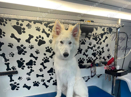 White German Shepherd Dog at Stud - FREE until Proven