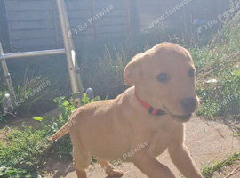 10 week old lab puppy