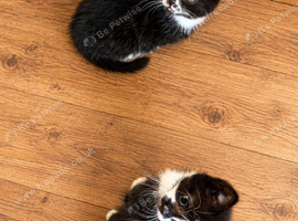 Smudge and Salem