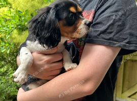 RKC reg Cavalier King Charles girl