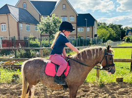 FRIARLY PRIDE&rsquo;S JEWEL  Striking 4-Year-Old Welsh Section A Mare