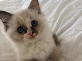 Female ragdoll kitten