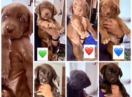 Siberian Shepsky x Weimaraner Puppies