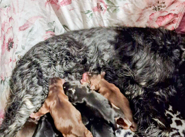 Exceptional Home Reared Cocker Spaniel Puppies