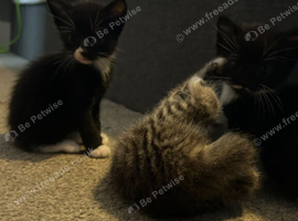 Kittens for sale