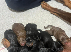 Beautiful Full Doberman Puppies &ndash; Ready from 8 Weeks