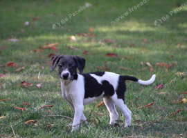 Bedlington whippet second generation puppies