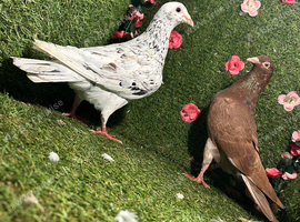 Racing pigeons