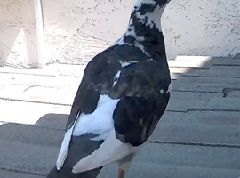 Pegions for Rehome