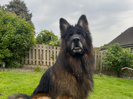 Health tested, Proven, KC reg GSD