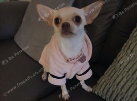 Chihuahua