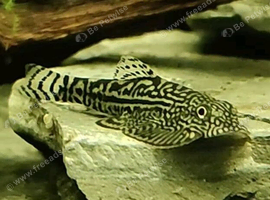 Hillstream loaches