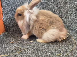 Male Rabbits