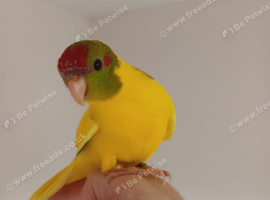 Kakariki - Hand Tame - Baby Kakarikis