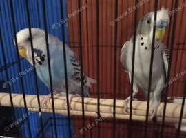 3 budgies. 2 girls 1boy.