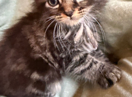 Kittens